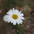 Fleurs sauvages en Ardèche, de nombreux noms inconnus...