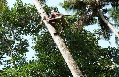 Le cueilleur de noix de coco