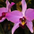 Laelia anceps