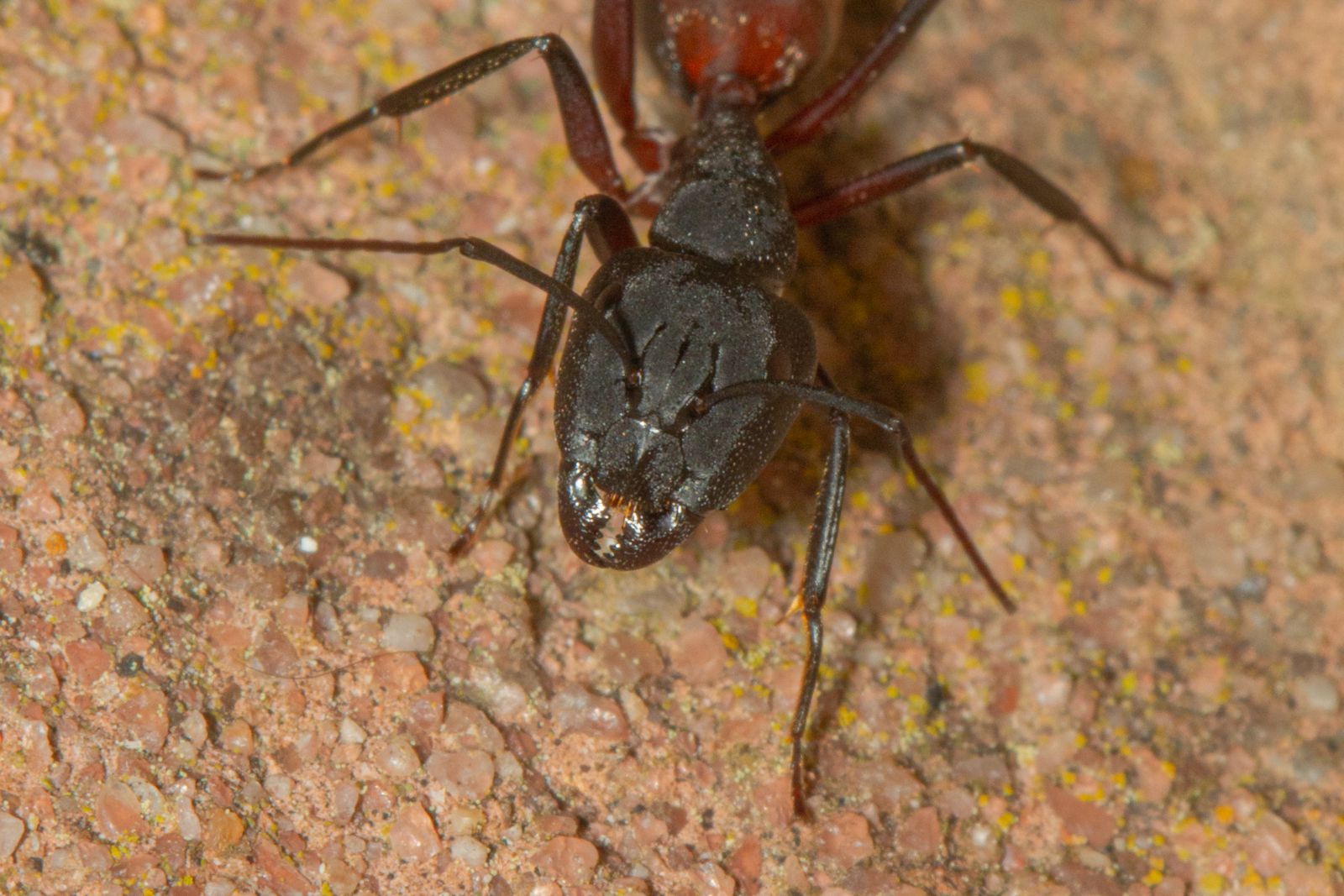 Camponotus cruentus