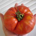 Une tomate de plus de 500g