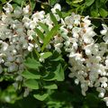THEME DE NOTRE AMIE LYLOU, REGARDS SUR LE PRINTEMPS...
