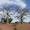 08) Baobabs et autres arbres en pays Dogon