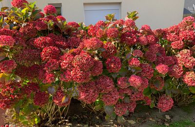 Hortensias du jardin