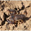 Scorpion à queue jaune : Euscorpius (Tetratrichobothrius) flavicaudis