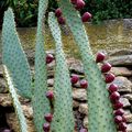 Cornillon-Confoux, quelques cactus