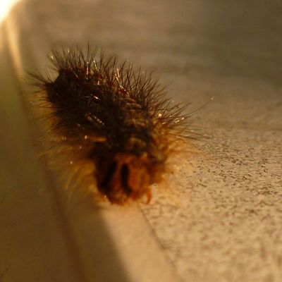 Divine rencontre dans le jardin !!