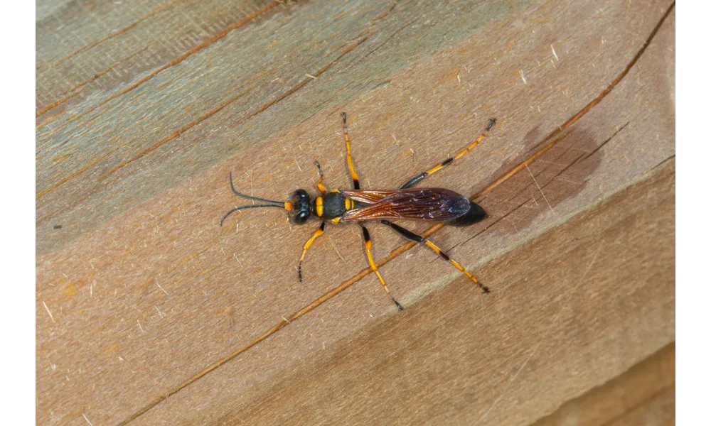 Sceliphron caementarium