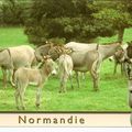 L'âne du Cotentin , en Normandie 