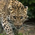 Big cats by Colin Langford