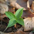 Jeunes pousses * Seedlings #3