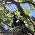 Heron island - Birds