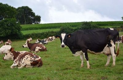 Le billet de Barreau: la Normandie a besoin de "paysans de nature"