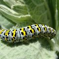 LA CHENILLE DU BOUILLON BLANC