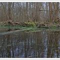 Un marais de banlieue