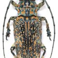 Pterochaos nebulosus, Goliath beetle, Gyriosomus parvus