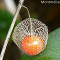 Physalis