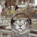 les chats et la musique 