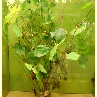 Vous voyez quelque chose dans les branches ??