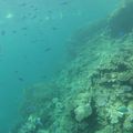 N°47 - Coral Bay : les raies mantas et les requins
