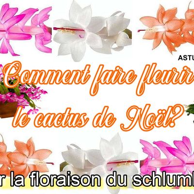 Schlumbergera, comment le faire fleurir? Tout sur la floraison du cactus de Noel.