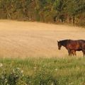 Le bonheur est dans le pré, c'est certain!!!