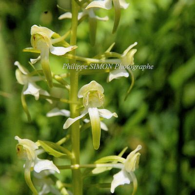 Orchidée des Pyrénées...