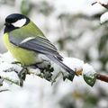 La Mésange Charbonnière de Kikifait, 5e inscrite