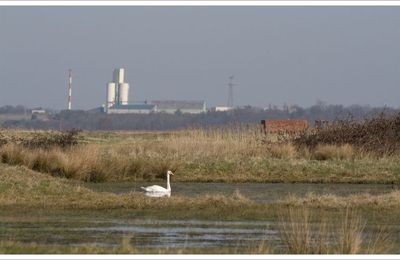 Cygne de crise