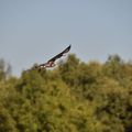 La chasse au vol.*
