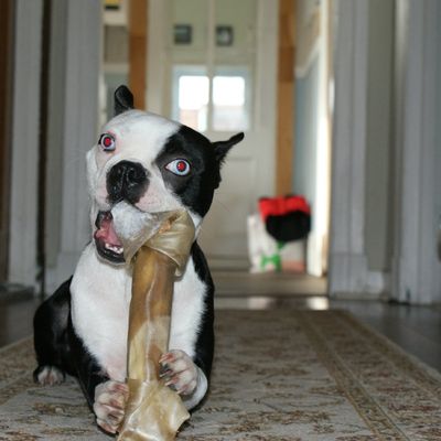 dog and his bone