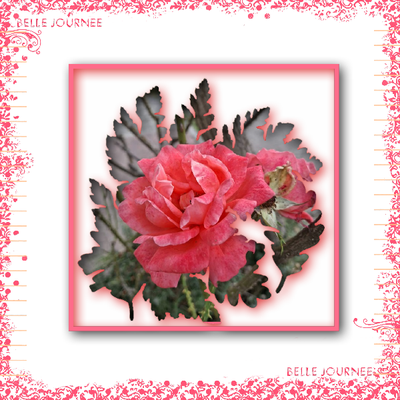 * Une rose pour toi maman.