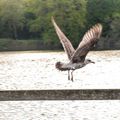 Vol de mouette au lac Marion