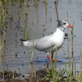 Mouette mélanocéphale à Ajaccio 