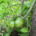 au potager ce matin....