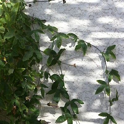 DANS MON JARDIN IL Y A 