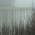 Un coup de givre sur la nature au bord d'un étang