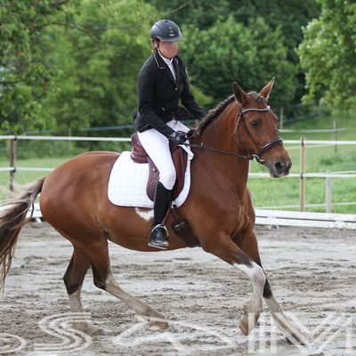 Concours amical de dressage - Dompierre VD