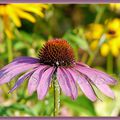 RUDBECKIA PROURPRE