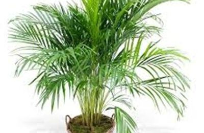 👨‍🌾 Paysagiste pays Basque et Sud des Landes: Palmier Areca plante depolluante