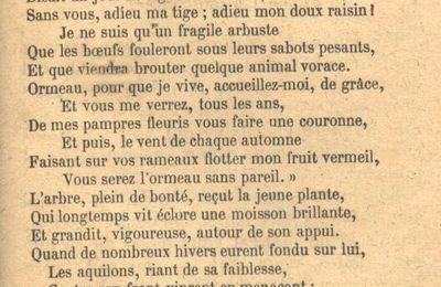 Le cep de vigne des Miaudoux, à Saussignac