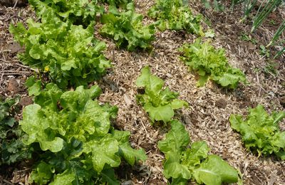 Le potager -mai 2016-