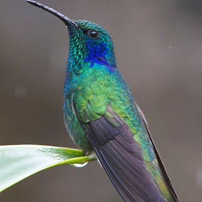 Etre un colibri dans cette période de transition...