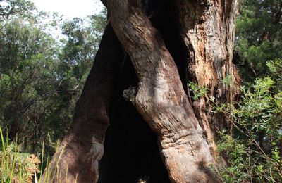 la foret des eucalyptus