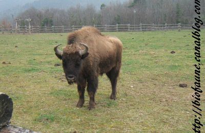 Des bisons d’Europe pourraient retrouver la liberté dans le Jura suisse