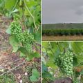 Et la vigne ?