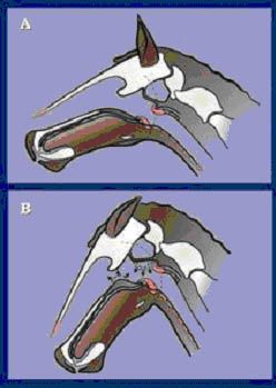 Physiopathologie du mors chez le cheval 