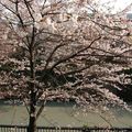 Le cerisier a notre fenetre - Jeudi 27 Mars