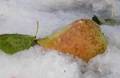 Poire glacée.