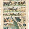 Planche animaux domestiques vintage